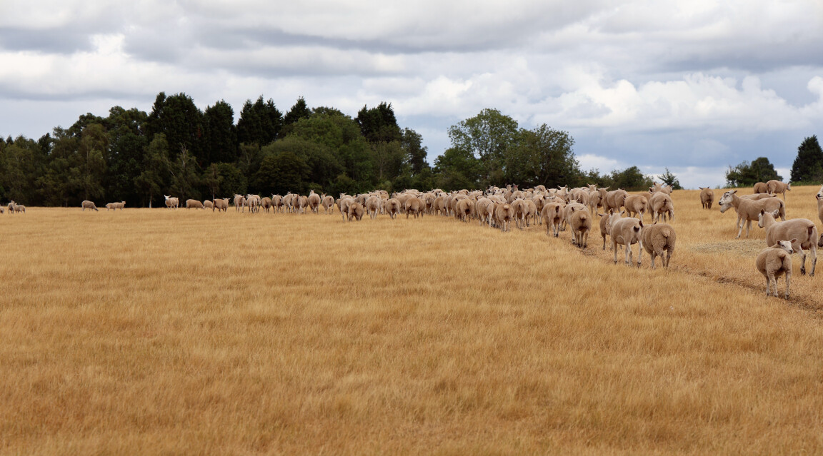 Sheep Procession, Shenstone, Worcestershire